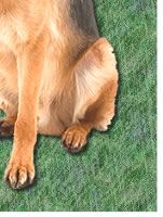 German Shepherd Dog