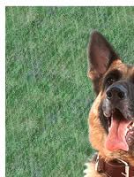German Shepherd Dog