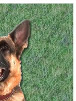 German Shepherd Dog