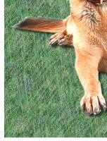 German Shepherd Dog