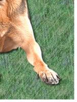 German Shepherd Dog