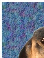 German Shepherd Dog