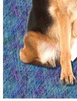 German Shepherd Dog