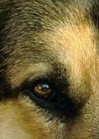 German Shepherd Dog