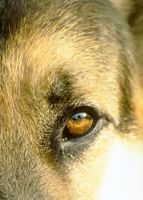 German Shepherd Dog