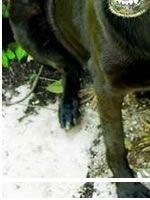 German Shepherd Dog