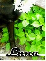 German Shepherd Dog