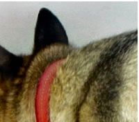 German Shepherd Dog
