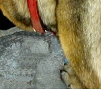 German Shepherd Dog