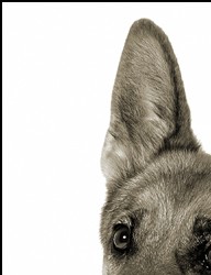 German Shepherd Dog