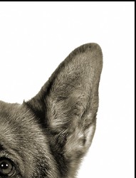 German Shepherd Dog