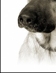 German Shepherd Dog