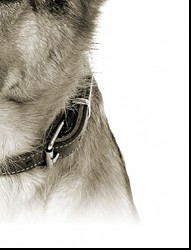 German Shepherd Dog