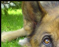 German Shepherd Dog