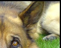 German Shepherd Dog
