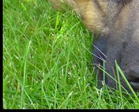 German Shepherd Dog
