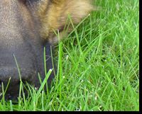 German Shepherd Dog