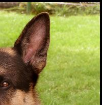 German Shepherd Dog