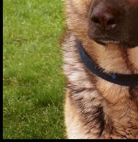 German Shepherd Dog