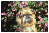 Brussels Griffon
