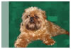 Brussels Griffon
