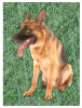 German Shepherd Dog