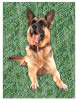 German Shepherd Dog