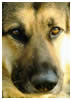 German Shepherd Dog