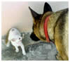German Shepherd Dog