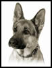 German Shepherd Dog