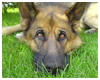 German Shepherd Dog