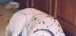 Spotty Girl