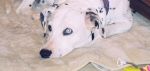 Spotty Girl