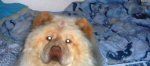 Teddy