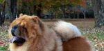 Teddy
