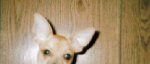 Pixi