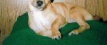 Pixi