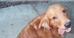 Cooper