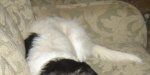 Shuggie (Sugar Pie)