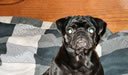 Zena Pugsly