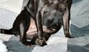 Zena Pugsly