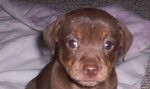 Hershey