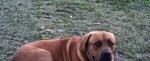 B.A.D. (Big Ass Dog)