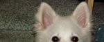 Sweetie
