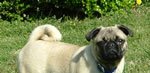Otis J. Pugkins
