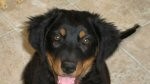 Maggie May