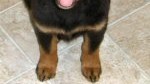 Maggie May