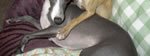 Bella & Lilly