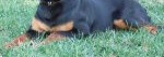 Tucker