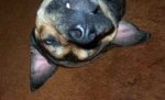 Goofy HOOTCH